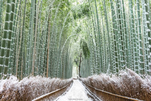 京都の竹林（撮影：別所隆弘）