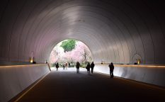 トンネルと枝垂桜