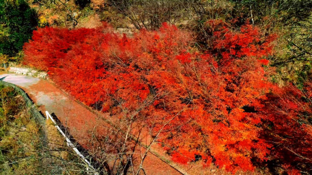 山道沿いの紅葉