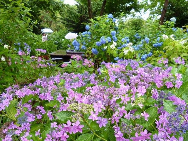 雨の紫陽花園（もりやま芦刈園）