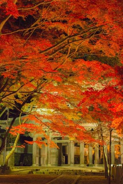 滋賀各地の紅葉ライトアップは今週末が見頃 幻想的な世界が広がります しがトコ