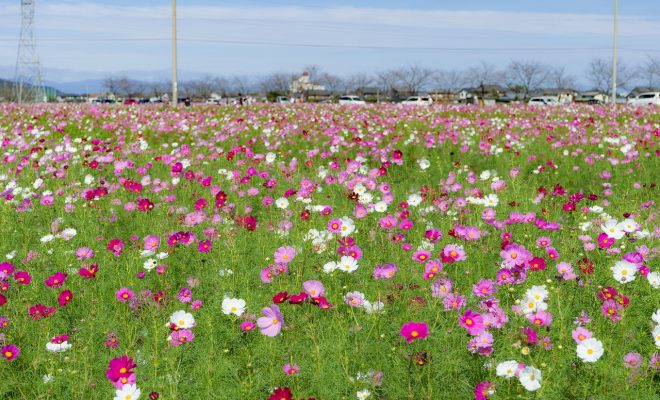 滋賀県最大級 ２００万本のコスモス畑がいよいよ見頃 野田町コスモスまつり が開催 しがトコ