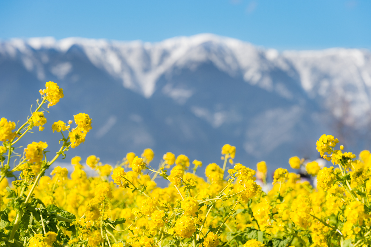 菜の花と雪山のコラボ 滋賀県ならではの絶景を見に行こう しがトコ