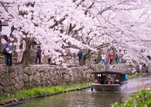 桜と八幡堀の和舟