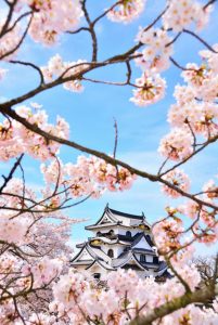 彦根城天守と桜