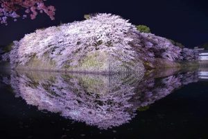 彦根城の夜桜ライトアップ
