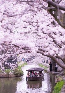 八幡堀の桜トンネル
