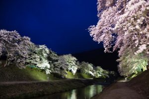 うぐい川の桜ライトアップ