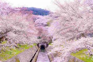 琵琶湖疏水の満開の桜