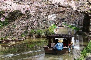 桜トンネルの八幡堀めぐり