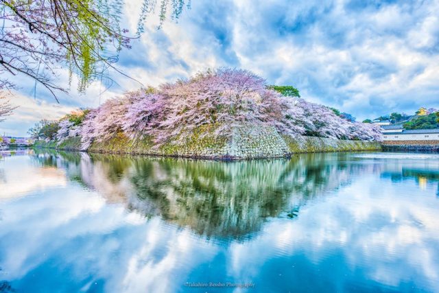 彦根城と桜（撮影：別所隆弘）