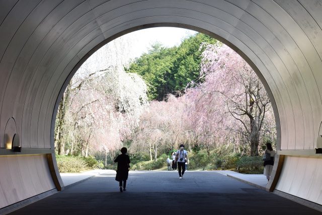 トンネルと枝垂桜