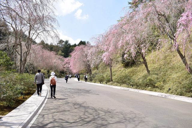 枝垂桜の並木道