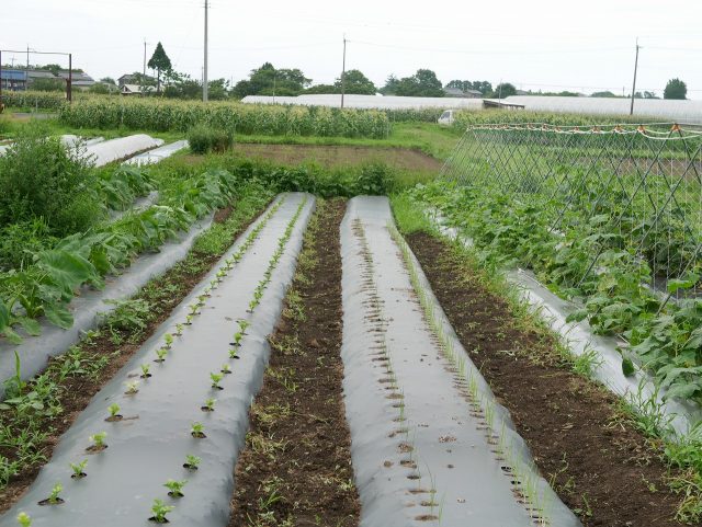 農園