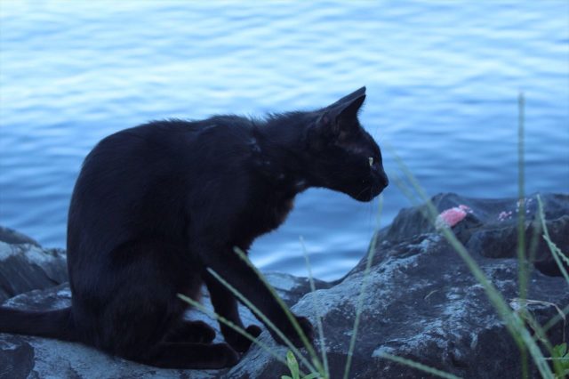 湖岸の猫