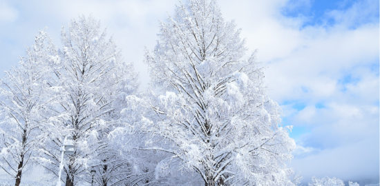 冬のメタセコイア並木