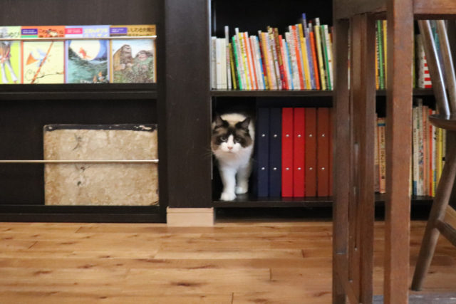 山猫軒の"猫の湧く本棚"