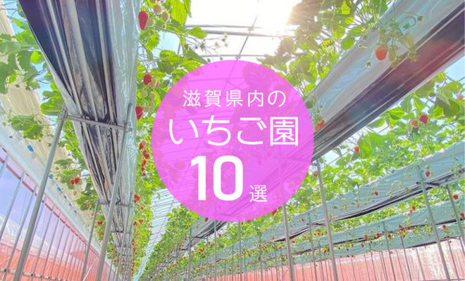 いちご狩りのシーズン到来 新スポットから穴場まで滋賀県内の いちご園 10カ所をご紹介 しがトコ