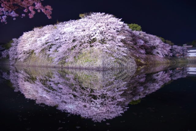 彦根城お堀の夜桜