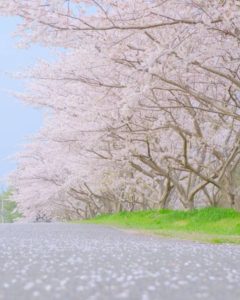 笠原桜公園２