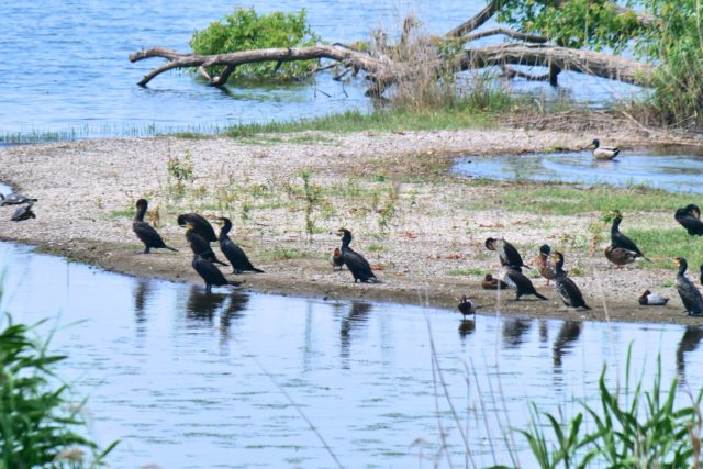 琵琶湖にある“水鳥の楽園”湖北野鳥センターで、1000年前から続く原風景