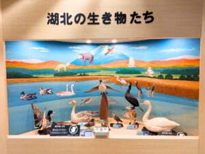 展示