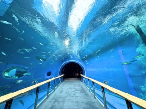 水槽トンネル