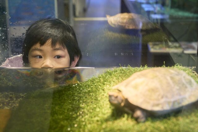 水槽を見つめる子ども