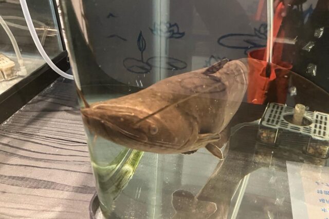 イワトコナマズ