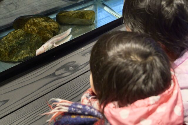 展示に夢中な子ども