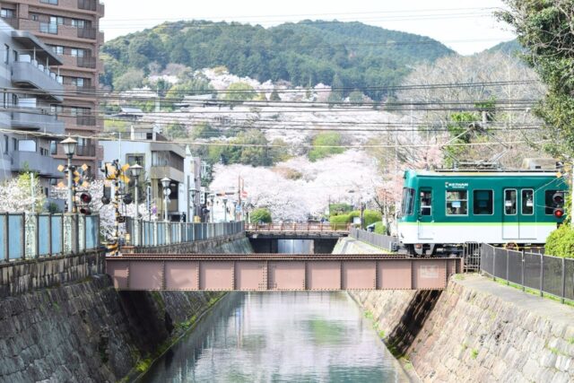桜と京阪