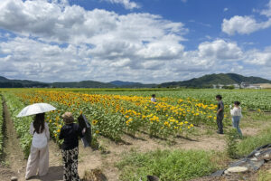山梶農園ひまわり畑