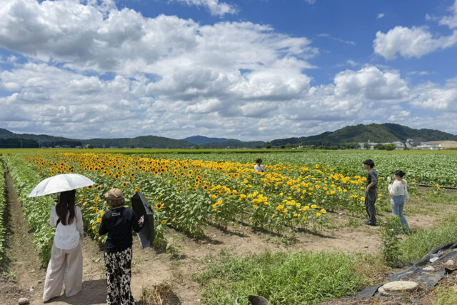 山梶農園ひまわり畑
